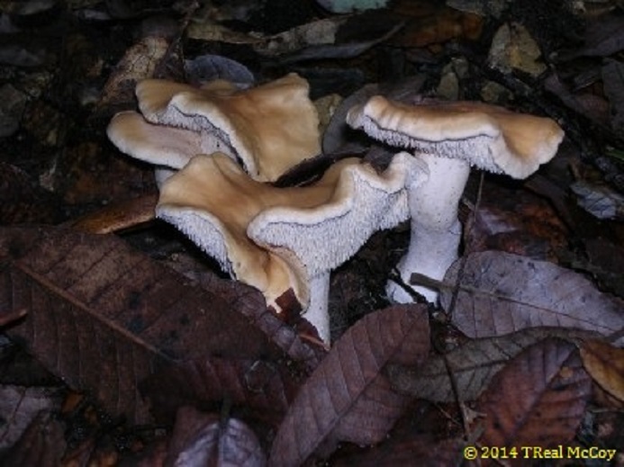 Hedgehog Mushrooms (Hydnum rufescens)